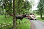 (287'784)( - �lgsafari, Markaryd - am 8.
