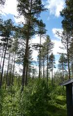 (288'053) - Finnischer Wald am 11.