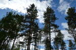 (288'054) - Finnischer Wald am 11.