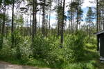 (288'055) - Finnischer Wald am 11.