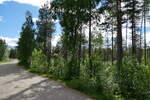 (288'056) - Finnischer Wald am 11.