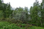 (288'314) - Wald am Altafjord am 13. Juni 2026 in Alta, Alta-Museum