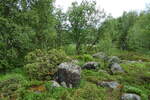 (288'315) - Wald am Altafjord am 13. Juni 2026 in Alta, Alta-Museum