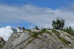 (288'662) - Felsen mit drei Seeadler am 16.