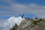 (288'663) - Felsen mit Seeadler am 16.