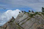 (288'664) - Felsen mit Seeadler am 16.