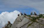 (288'665) - Felsen mit Seeadler am 16.