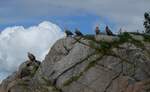 (288'666) - Felsen mit Seeadler am 16.