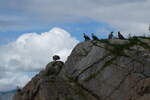 (288'668) - Felsen mit Seeadler am 16.