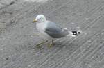 (288'443) - M�we am 14. Juni 2026 in Troms�