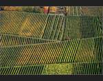 . Strukturen der Weinberge - Die Aufnahme entstand im Stadtgebiet von Stuttgart, ein Weinberghang zwischen den Stadtteilen Rotenberg und Uhlbach (Matthias)