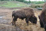 (287'766) - Nordamerikanisches Bison am 8. Juni 2026 in Markaryd