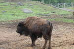 (287'768) - Nordamerikanisches Bison am 8. Juni 2026 in Markaryd