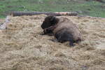 (287'770) - Nordamerikanisches Bison am 8. Juni 2026 in Markaryd