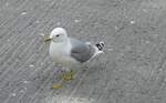 (288'442) - M�we am 14. Juni 2026 in Troms�