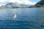 (288'650) - Impressionen von den Lofoten mit M�ve am 16. Juni 2026