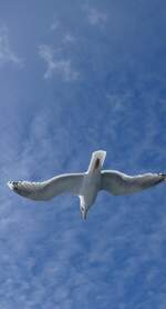 (288'696) - M�we im Flug am 16.