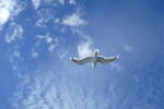 (288'698) - M�we im Flug am 16.