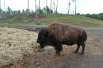 (287'765) - Nordamerikanisches Bison am 8. Juni 2026 in Markaryd