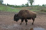 (287'769) - Nordamerikanisches Bison am 8. Juni 2026 in Markaryd