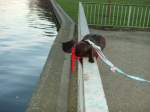 Maunzerle an der Spree, 2008